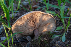 Melanoleuca brevipes