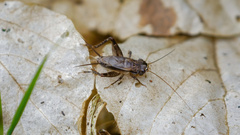 Loxoblemmus