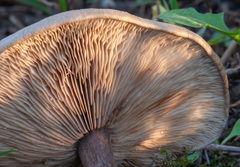 Melanoleuca brevipes