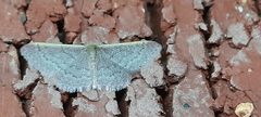 Idaea inversata