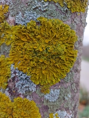 Xanthoria parietina