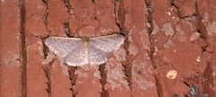 Idaea inversata
