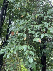 Magnolia compressa