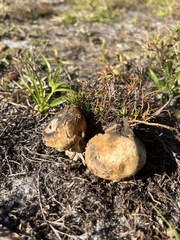 Pisolithus arenarius