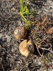 Pisolithus arenarius