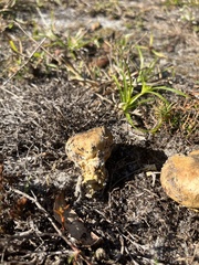 Pisolithus arenarius