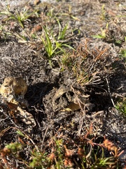 Pisolithus arenarius
