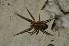 Anyphaena accentuata