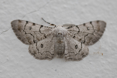 Thyrinteina unicornis