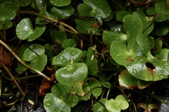 Regnellidium diphyllum