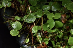 Regnellidium diphyllum