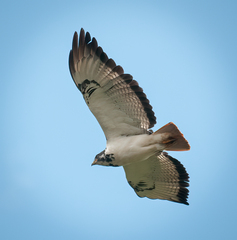 Buteo augur
