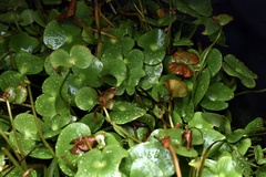 Regnellidium diphyllum