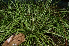 Isoetes sinensis