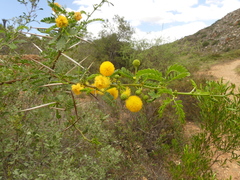 Vachellia karroo