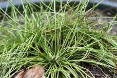Isoetes sinensis