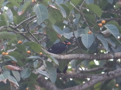 Gracula religiosa