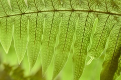 Polypodiodes amoena