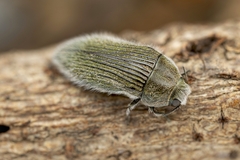 Acmaeodera albovillosa