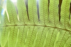 Polypodiodes amoena