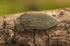 Acmaeodera albovillosa