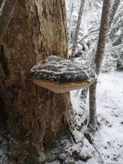 Phellinus nigricans