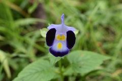 Torenia fournieri