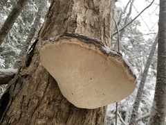 Ganoderma megaloma
