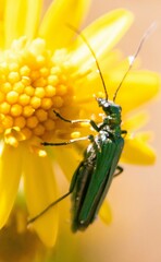 Oedemera nobilis