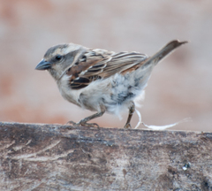 Passer rufocinctus