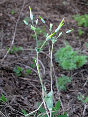 Cerastium perfoliatum