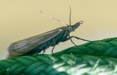 Crambus perlella