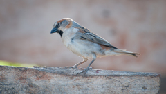 Passer rufocinctus