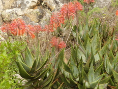 Aloe perfoliata