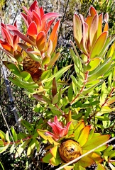 Leucadendron gandogeri