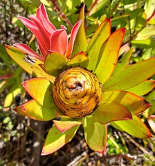 Leucadendron gandogeri