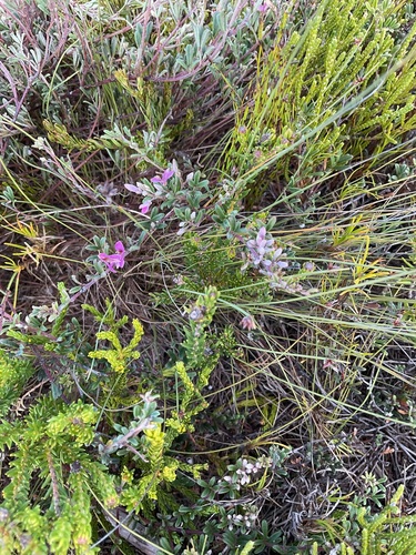 Image of Indigofera bisacculata by (c) Charleen Brunke, some rights reserved (CC BY)
