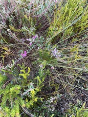 Indigofera bisacculata