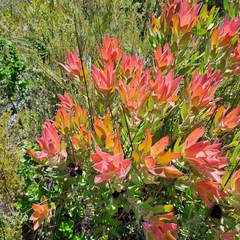 Leucadendron gandogeri