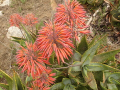Aloe perfoliata