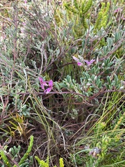 Indigofera bisacculata