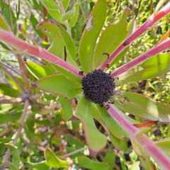 Leucadendron gandogeri
