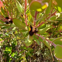 Leucadendron gandogeri