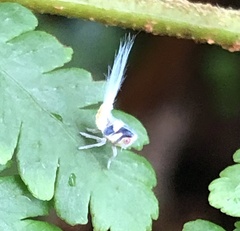 Nogodinidae