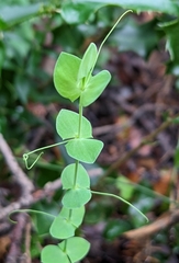 Lathyrus aphaca