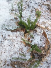 Lycopodiales