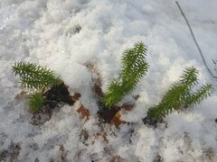 Lycopodiales
