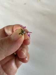 Indigofera bisacculata