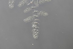 Ceratophyllum