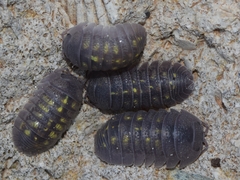 Armadillidium granulatum